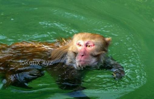 网络热传生物鉴定54：揭开“水猴子”真相的科学探索之旅